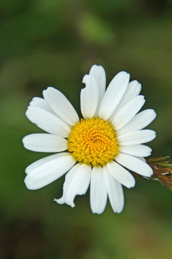 Margerite-Kleinwalsertal-2016-wg-_2_-webbearb