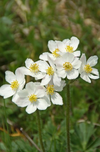 Pflanzen-Blumen-Narzissbluetiges-Windroeschen-Freschen-wg-2021-_10_-webbearb