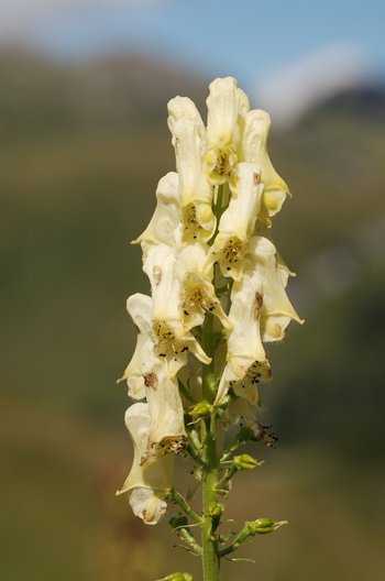 Gelber-Eisenhut_Bluete_2-am-2020-webbearb