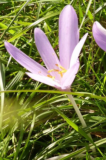 31-Herbstzeitlose-webbearb