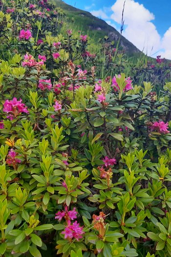 Alpenrose_1-am-2020-rostrot-webbearb