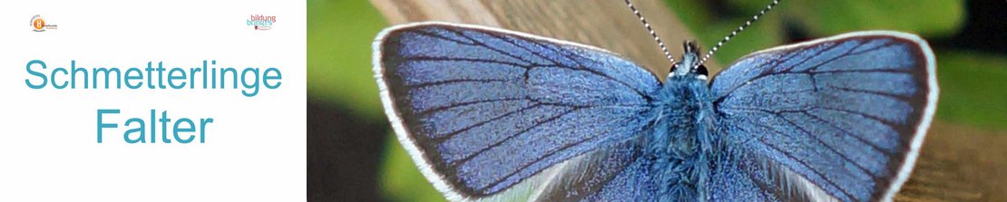 20a1_Schmetterlinge-Panorama-quer