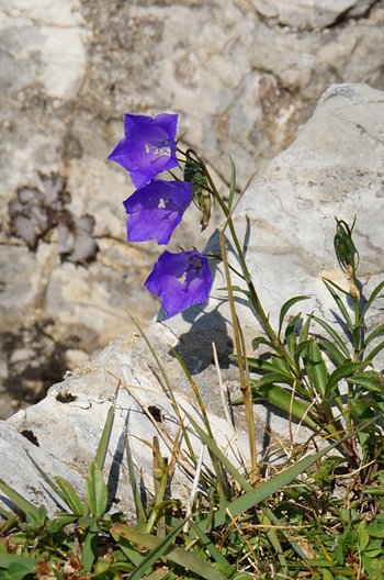 Glockenblume-Scheuzers-DSC04487-wg-webbearb