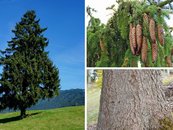 31. Fichte image-67952