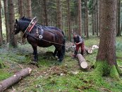 13. Historische Holzbringung: Pferderückung image-54332