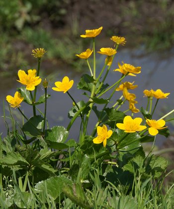 Blume-Sumpfdotterblume-Freschen-wg-2021-_111_-webbearb