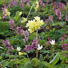 Blumen-Himmelschluessel-Lerchensporn-Buschwindroeschen-Fruehblueher-Wolfurt-wg-2026-_10_-quadratisch