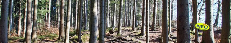 Slider_Panorama_Wald-voller-Baeume-auf-Kaenzele-Bregenz-DSC06987-1920-360-mit-2024Button