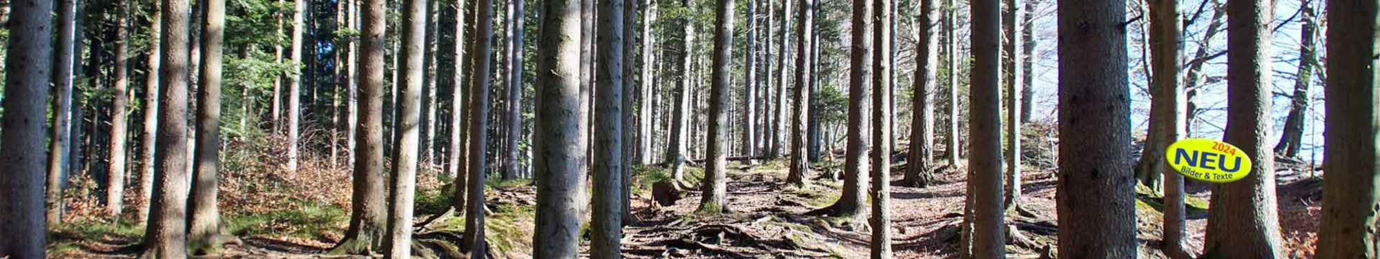 Slider_Panorama_Wald-voller-Baeume-auf-Kaenzele-Bregenz-DSC06987-1920-360-mit-2024Button