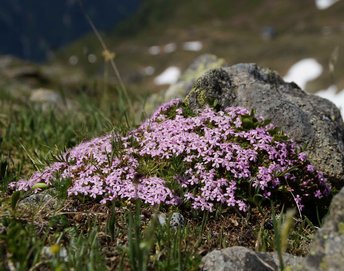 Blume-Leimkraut-Montafon-Versallspitze-Wiegensee-wg-2019-_22_-webbearb