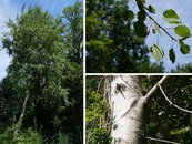 12. Erle image-67931