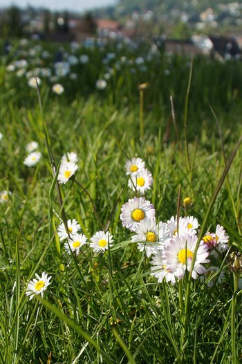 Blume-Gaensebluemchen-wg-DSC00001-webbearb