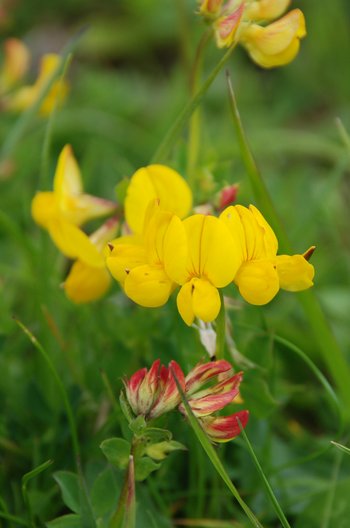 Blumen-Hornklee_Bluete-am-2020-webbearb