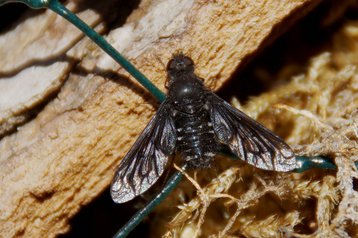 Trauerschweber image-56645