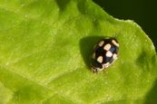 Marienkäfer schwarz-gelb image-63532