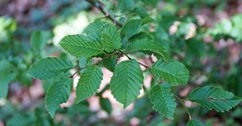 Hainbuche-mit-Blatt-Lac-Blatt