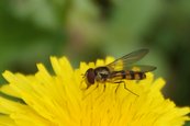 Späte Fruehlingsschwebfliege image-63417