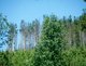 62. Waldsterben image-5574