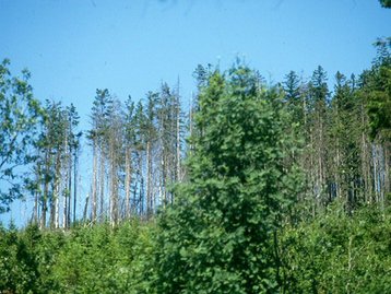 62. Waldsterben image-5574