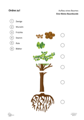 ABL_Kleine_Baumkunde_Ordne_zu_Aufbau_eines_Baumes