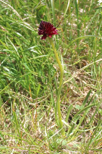 Brunella-Schwarzes-Kohlroeschen-Warther-Horn-2016-wg-_1_-webbearb