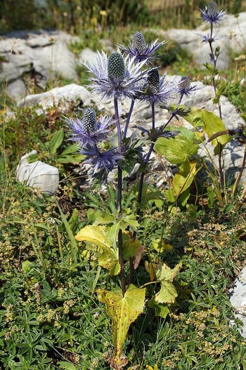 Alpenmannstreu-Freschen-DSC04587-wg-webbearb