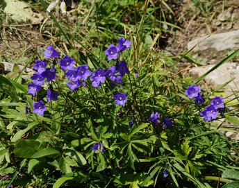 Freschen-wg-2020-_45_-Glockenblume-webbearb