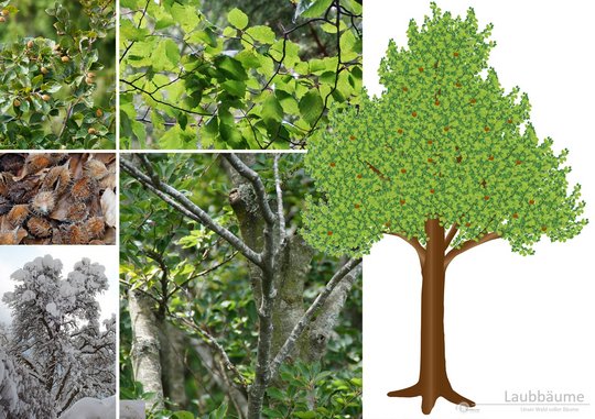 ZaGrafische Darstellung eines Laubbaumes mit Fotos einer Buche