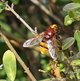 Hornissenschwebfliege image-89636
