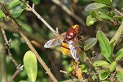 Hornissenschwebfliege image-63421