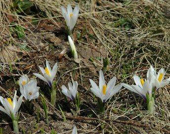 3500198-03-Krokus-webbearb