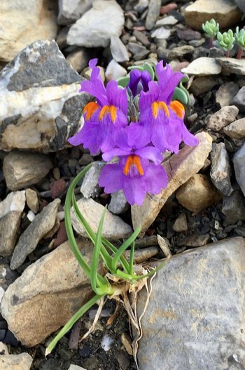Pflanzen-Blumen-Alpenleinkraut-HG-2022-webbearb