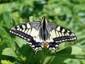 Schmetterling image-63321