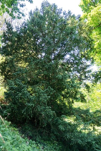 Eibe-Baum