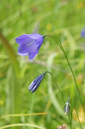 3500198-24-Glockenblume-webbearb