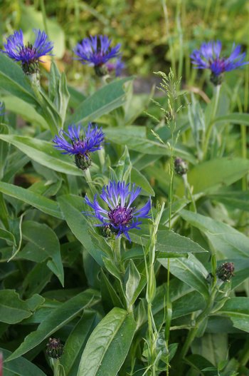 Bergflockenblume-Kleinwalsertal-2016-wg-_1_-webbearb