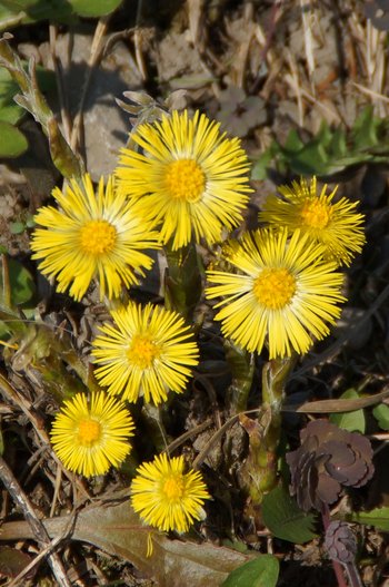 Blume-Huflattich-Lauteracher-Ried-wg-2020-_15_-webbearb