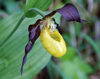 Blume-Frauenschuh-Lochau-wg-2020-_36_-webbearb-1