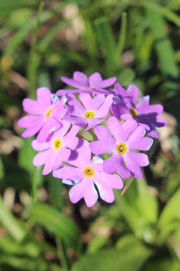 Mehlprimel-Warther-Horn-2016-wg-_4_-webbearb