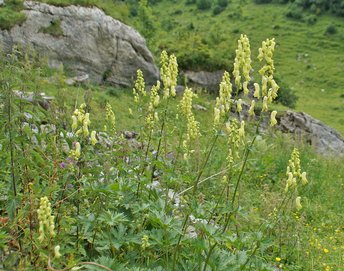 Blume-gelber-Eisenhut-Mutschen-CH-wg-2018-_14_-webbearb