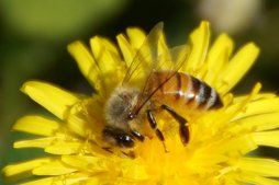 Tiere_Insekten_Biene_DSC02926_bearb__2_