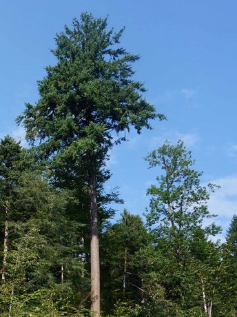 Douglasie-HH-Baum