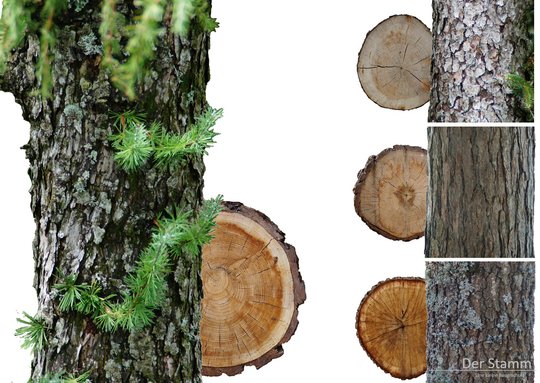 Auf dem Bild ist links der Stamm und der Stammquerschnitt einer Lärche zu sehen. Rechts oben ist eine Fichte zu erkennen, mittig eine Kiefer und unten eine Eiche.