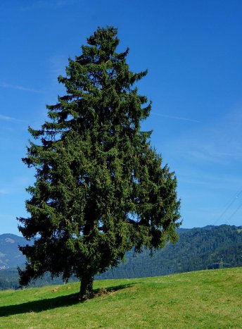 Fichte-HWH2-Baum__2_