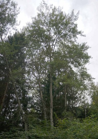 Espe-HHH-Baum
