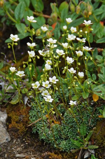 Traubensteinbrech-Itonskopf-2015-wg-_18_-webbearb