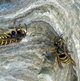 Gemeine Wespe (Nestbau) image-89592