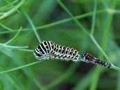 (Raupe (nach Häutung) image-63369