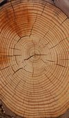 DSC09974-Kiefer-Jahresringe-bearb-kleiner