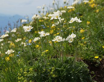 Pflanzen-Blumen-Narzissbluetiges-Windroeschen-Freschen-wg-2021-_1_-webbearb